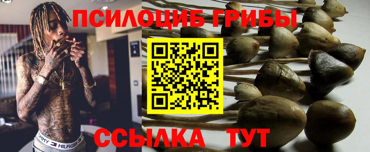 Псилоцибиновые грибы Psilocybine cubensis  Вход с VPN  Ипатово 